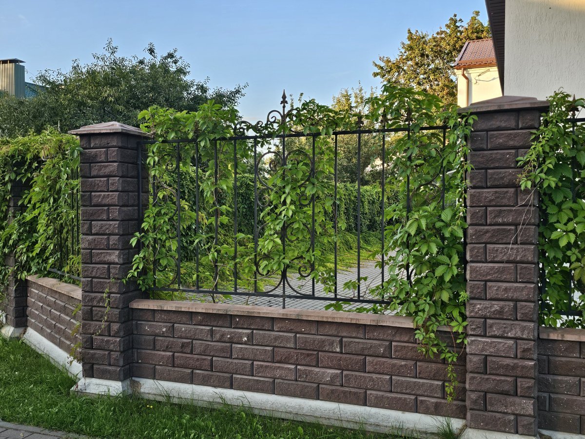 Девичий виноград тройчатый Вейтчи - фото 3