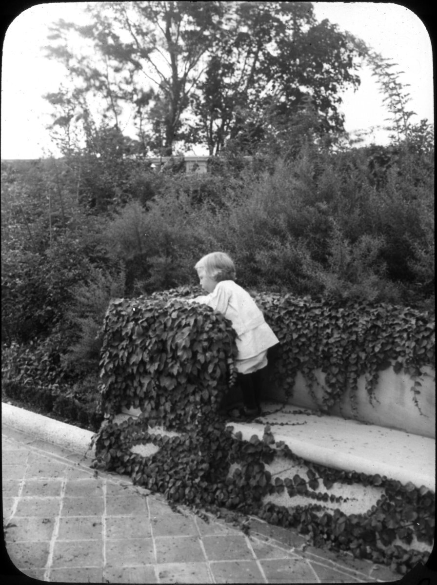 Девичий виноград тройчатый Вейтчи - фото 6