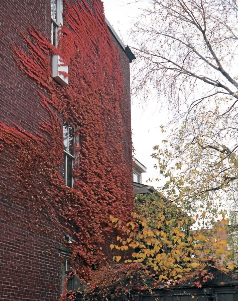 Девичий виноград тройчатый Вейтчи - фото 7