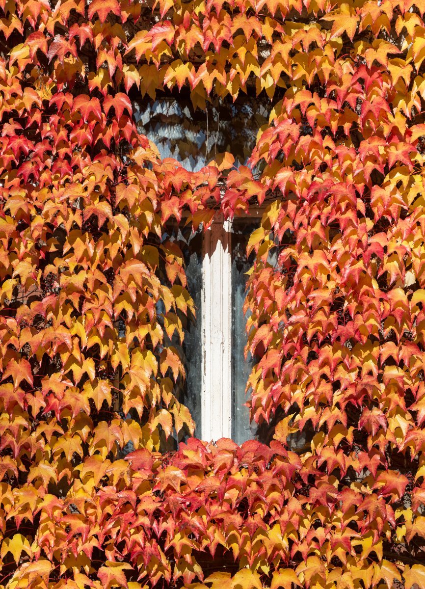 Девичий виноград тройчатый Вейтчи