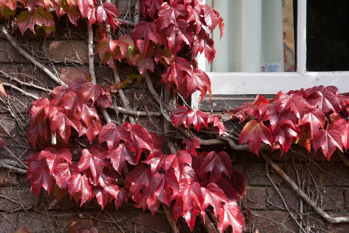 Девичий виноград тройчатый Вейтчи - фото 10