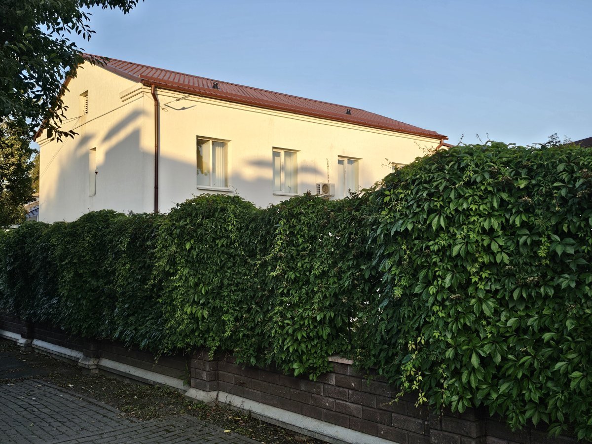 Девичий виноград тройчатый Вейтчи - фото 5