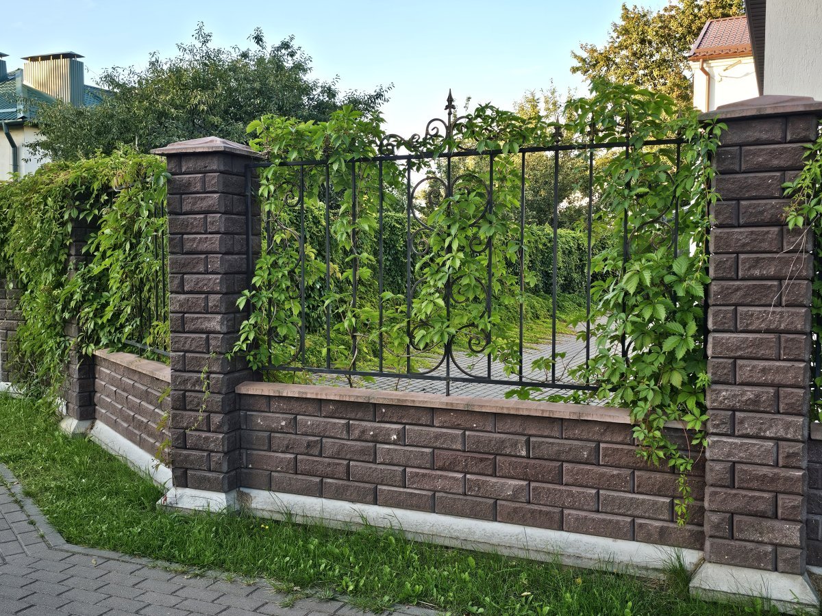 Девичий виноград тройчатый Вейтчи - фото 4