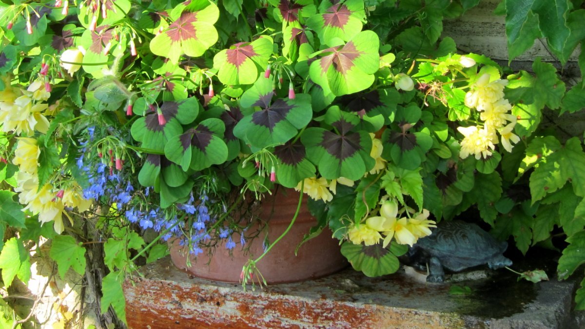 Девичий виноград тройчатый Вейтчи - фото 9