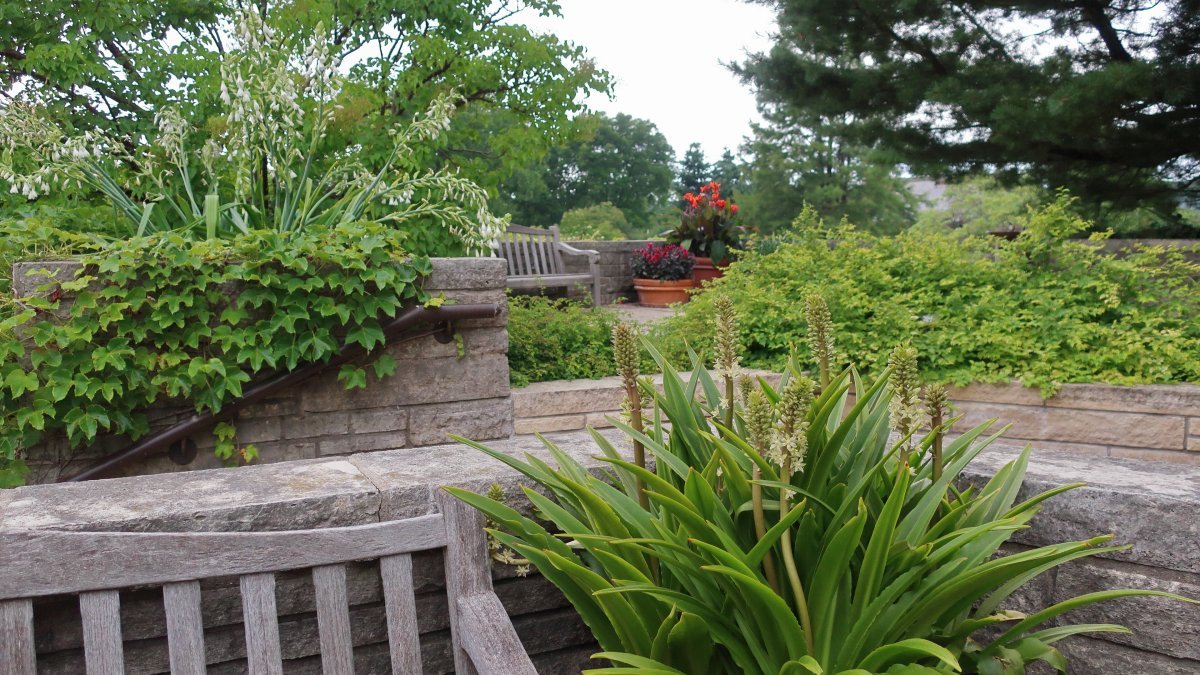 Девичий виноград тройчатый Вейтчи - фото 11