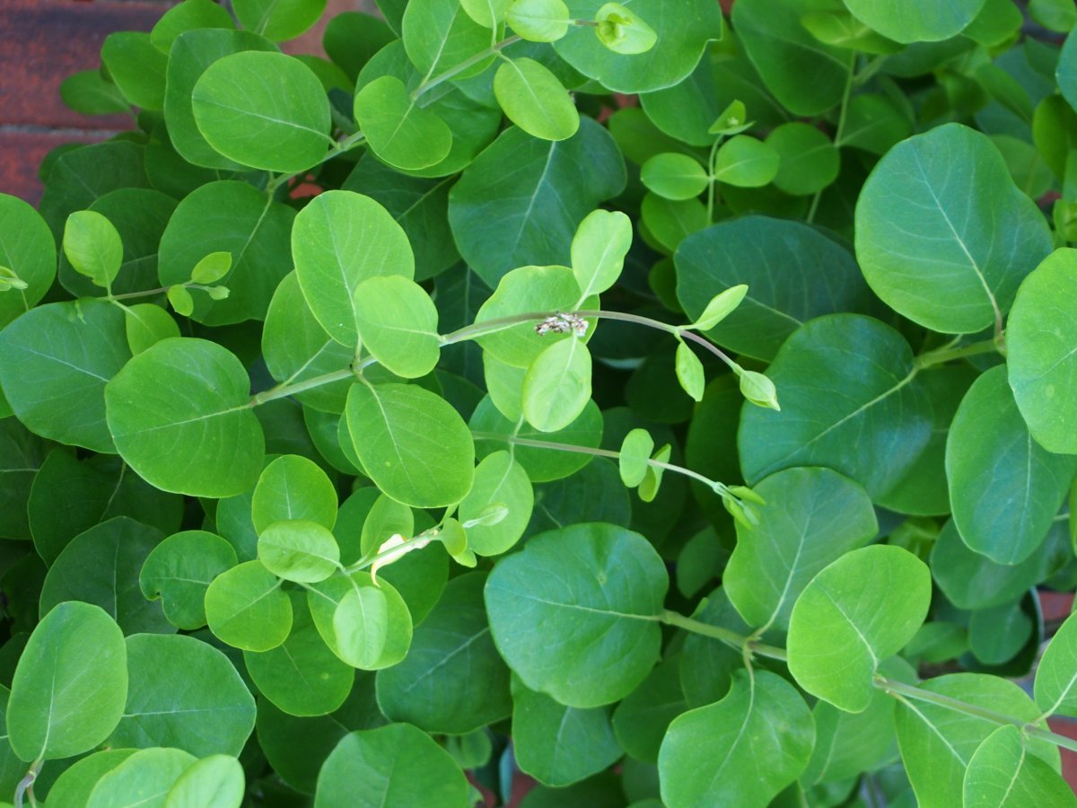 Жимолость брауна Дропмор Скарлетт