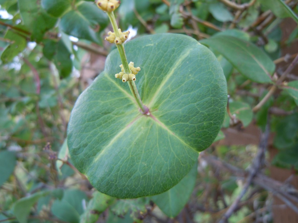 Жимолость брауна Дропмор Скарлетт - фото 10