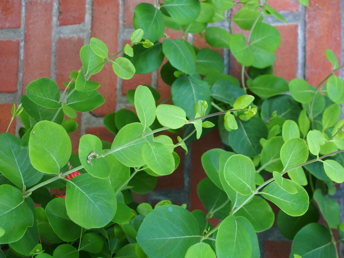 Жимолость брауна Дропмор Скарлетт - фото 3