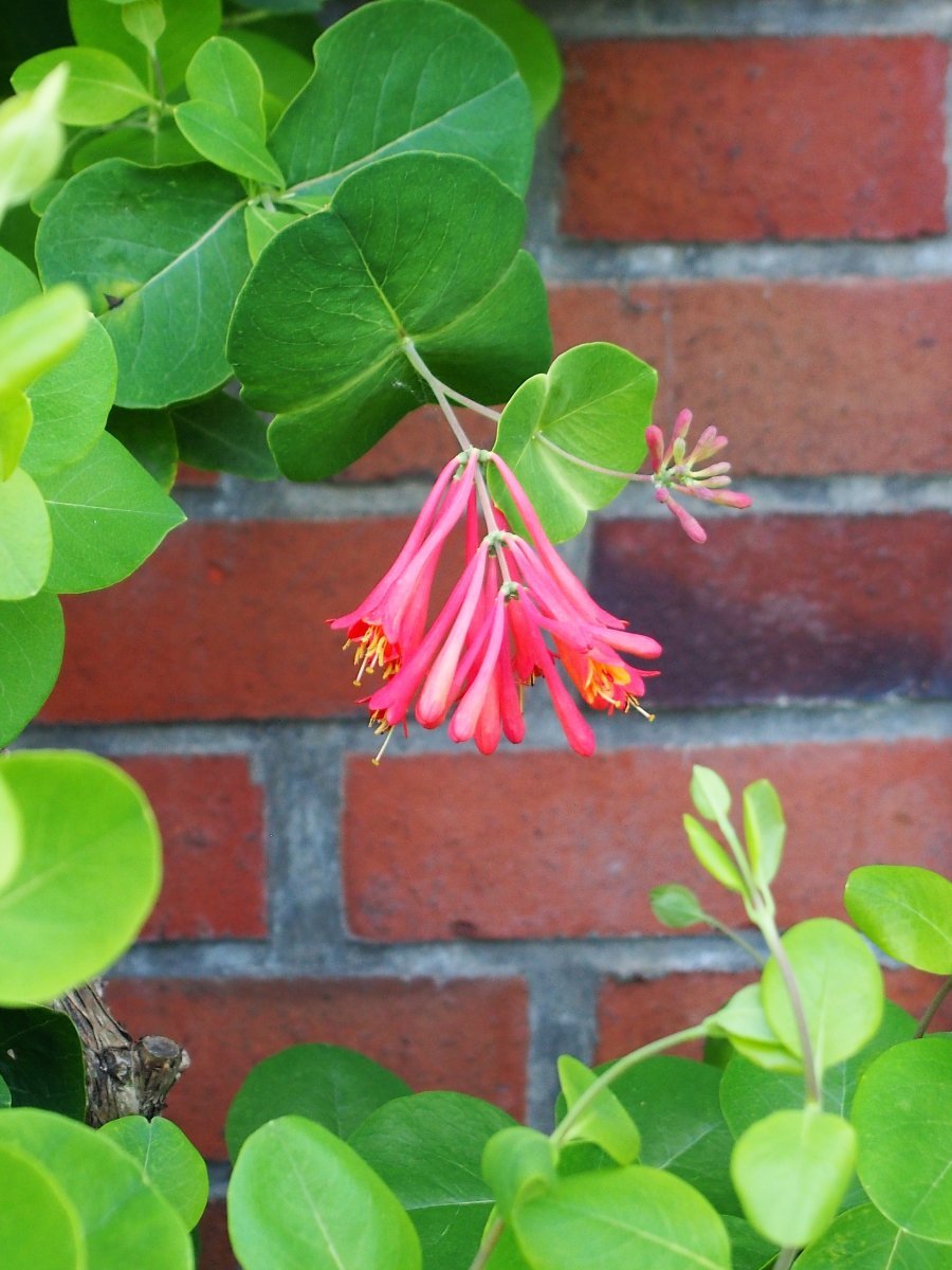 Жимолость брауна Дропмор Скарлетт - фото 4