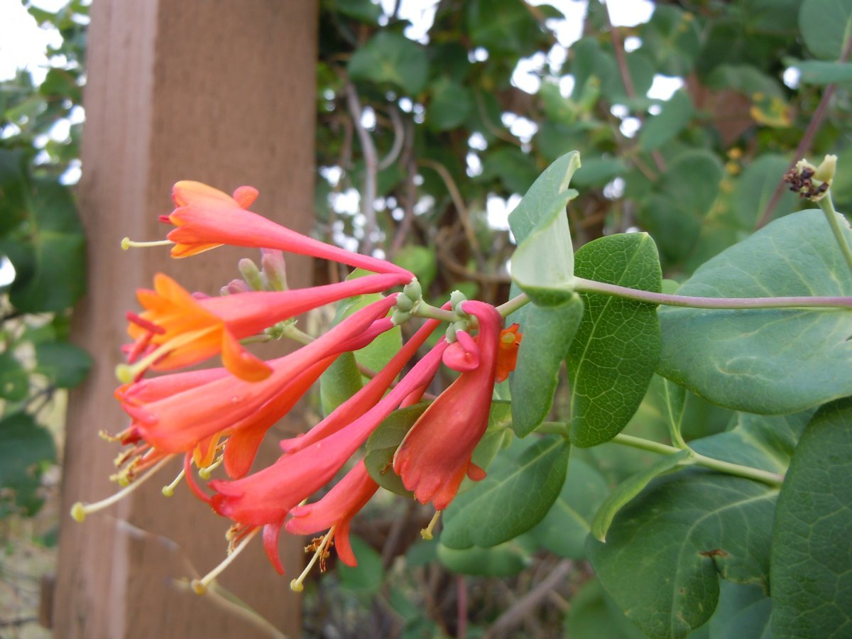 Жимолость брауна Дропмор Скарлетт - фото 8