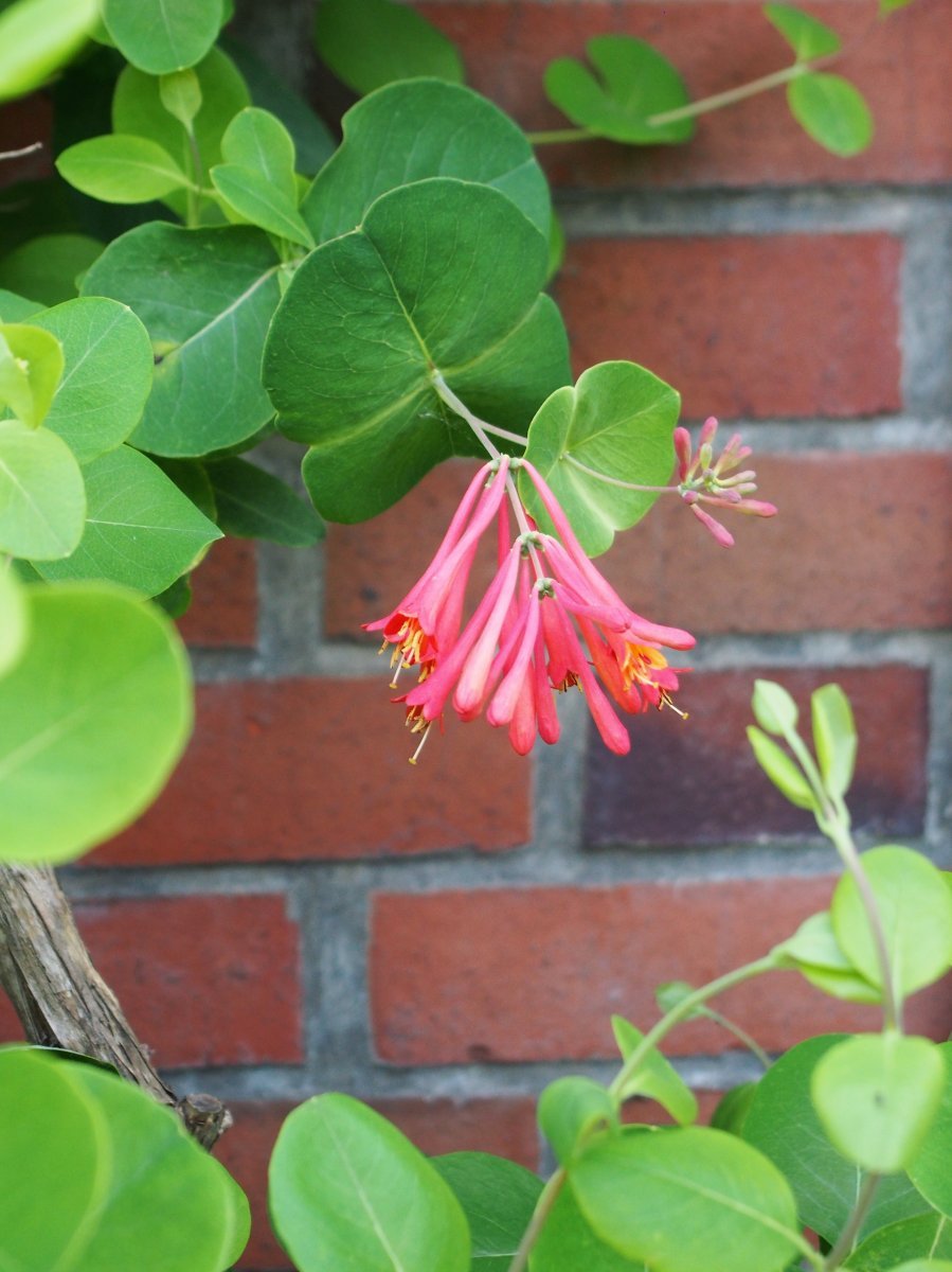 Жимолость брауна Дропмор Скарлетт - фото 5