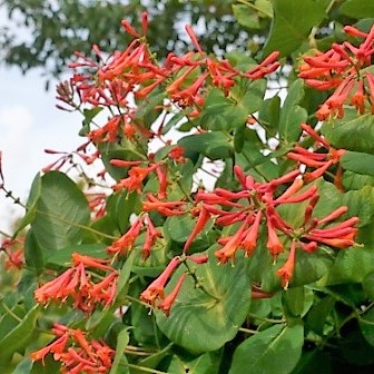 Жимолость брауна Дропмор Скарлетт