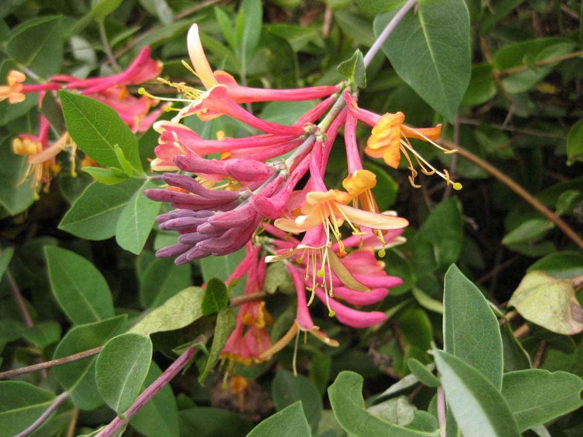 Жимолость Гекротта - фото 8