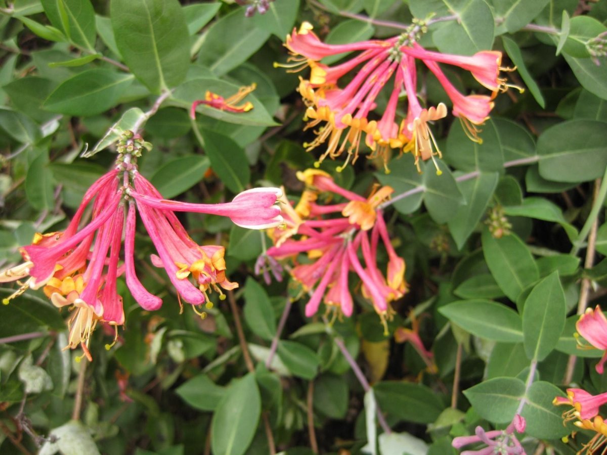 Жимолость Гекротта - фото 9