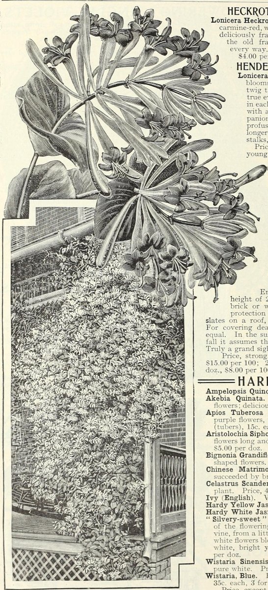 Жимолость Гекротта - фото 6