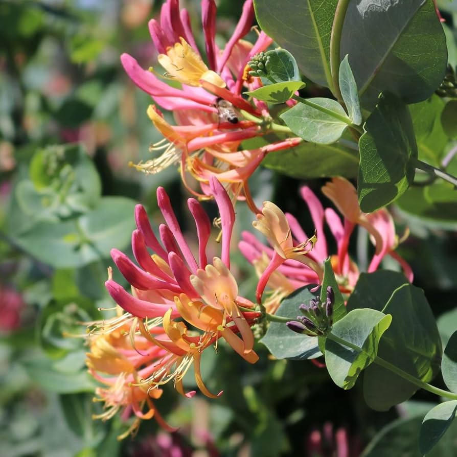 Жимолость Гекротта