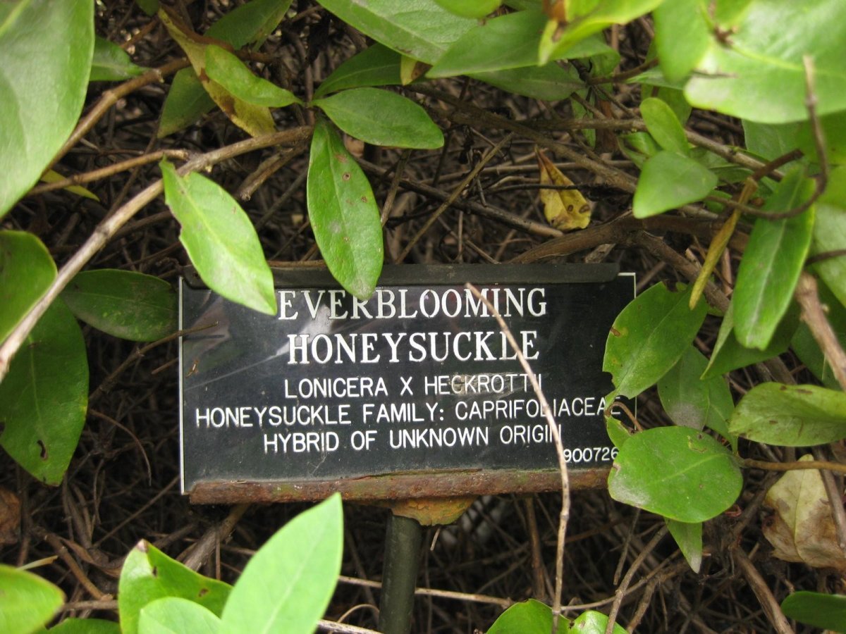 Жимолость Гекротта - фото 10