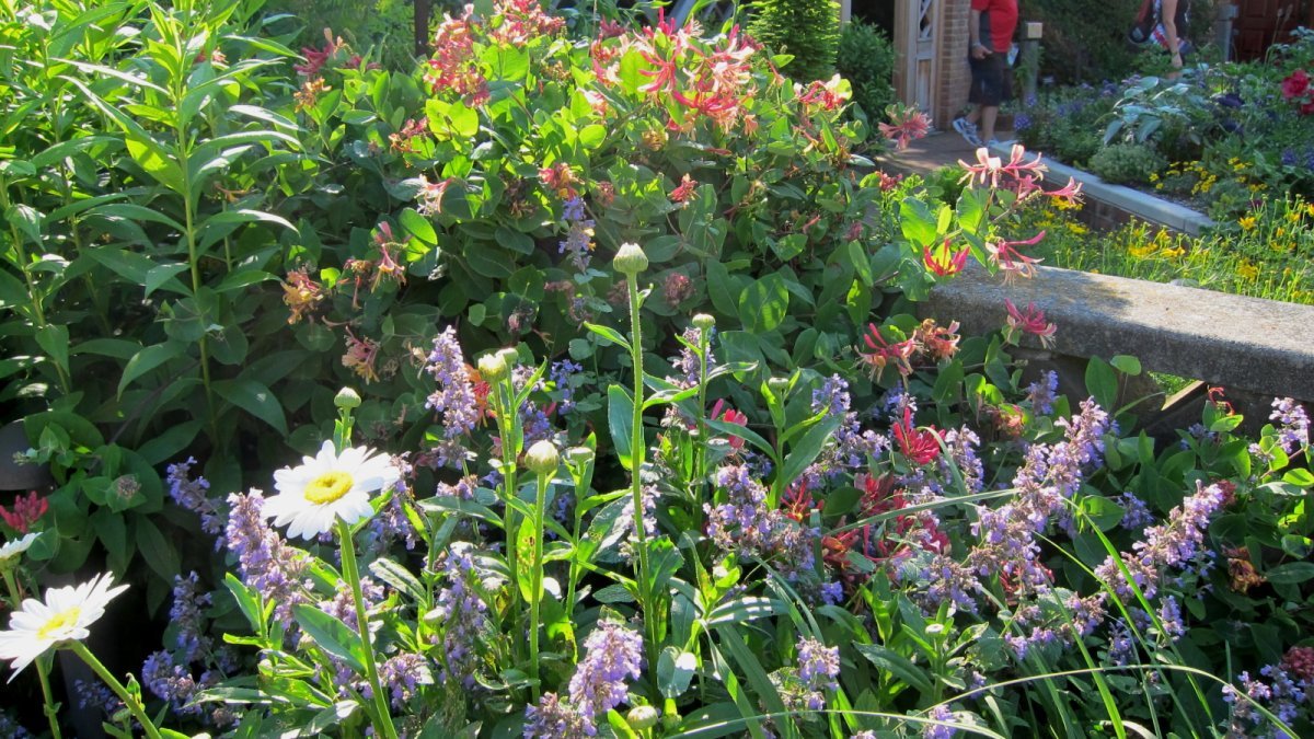 Жимолость Гекротта - фото 3