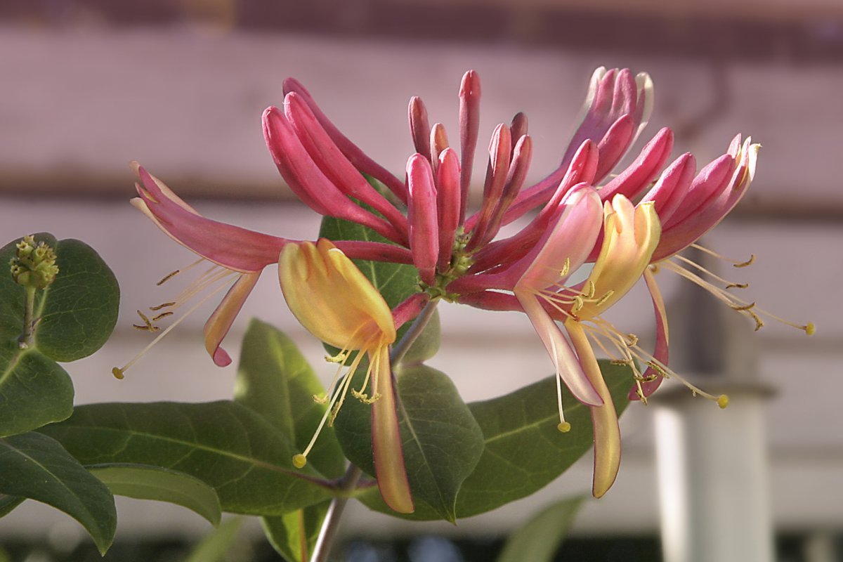 Жимолость Гекротта - фото 11