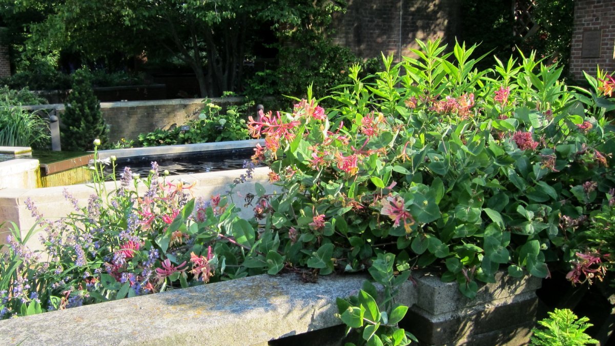 Жимолость Гекротта - фото 4