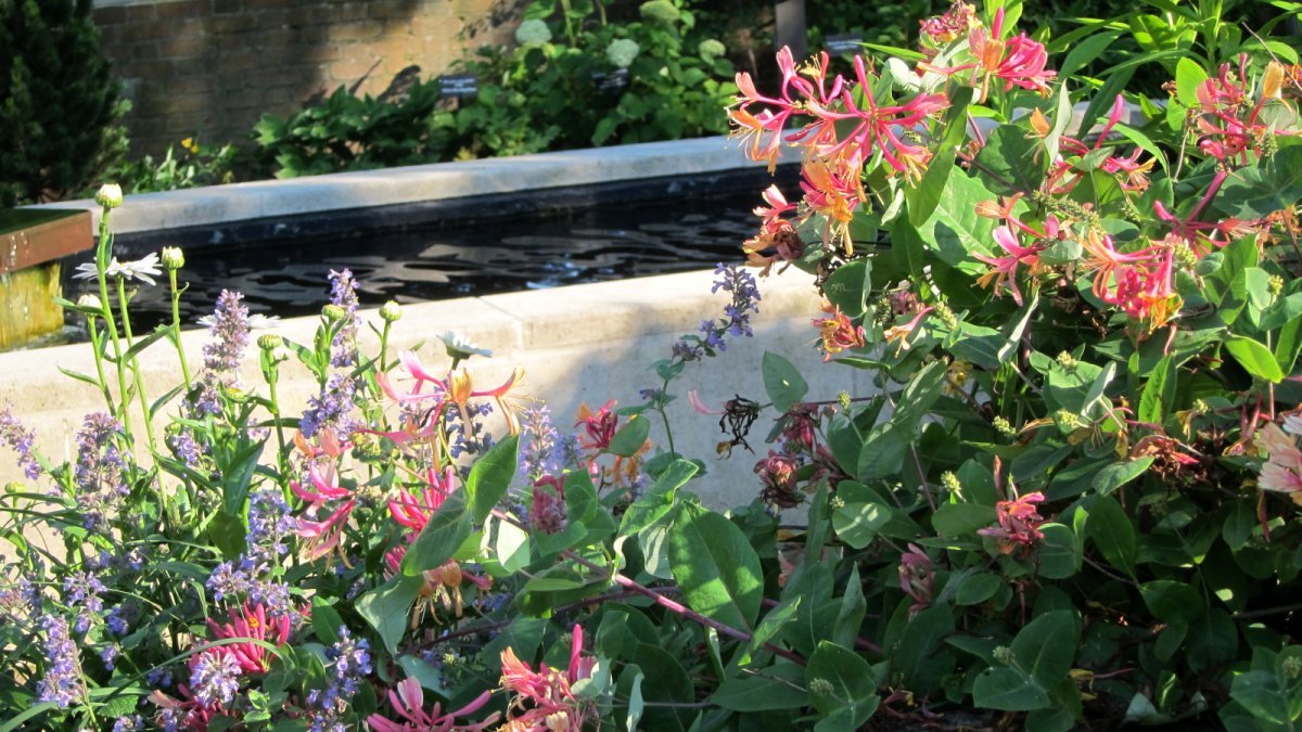 Жимолость Гекротта - фото 2