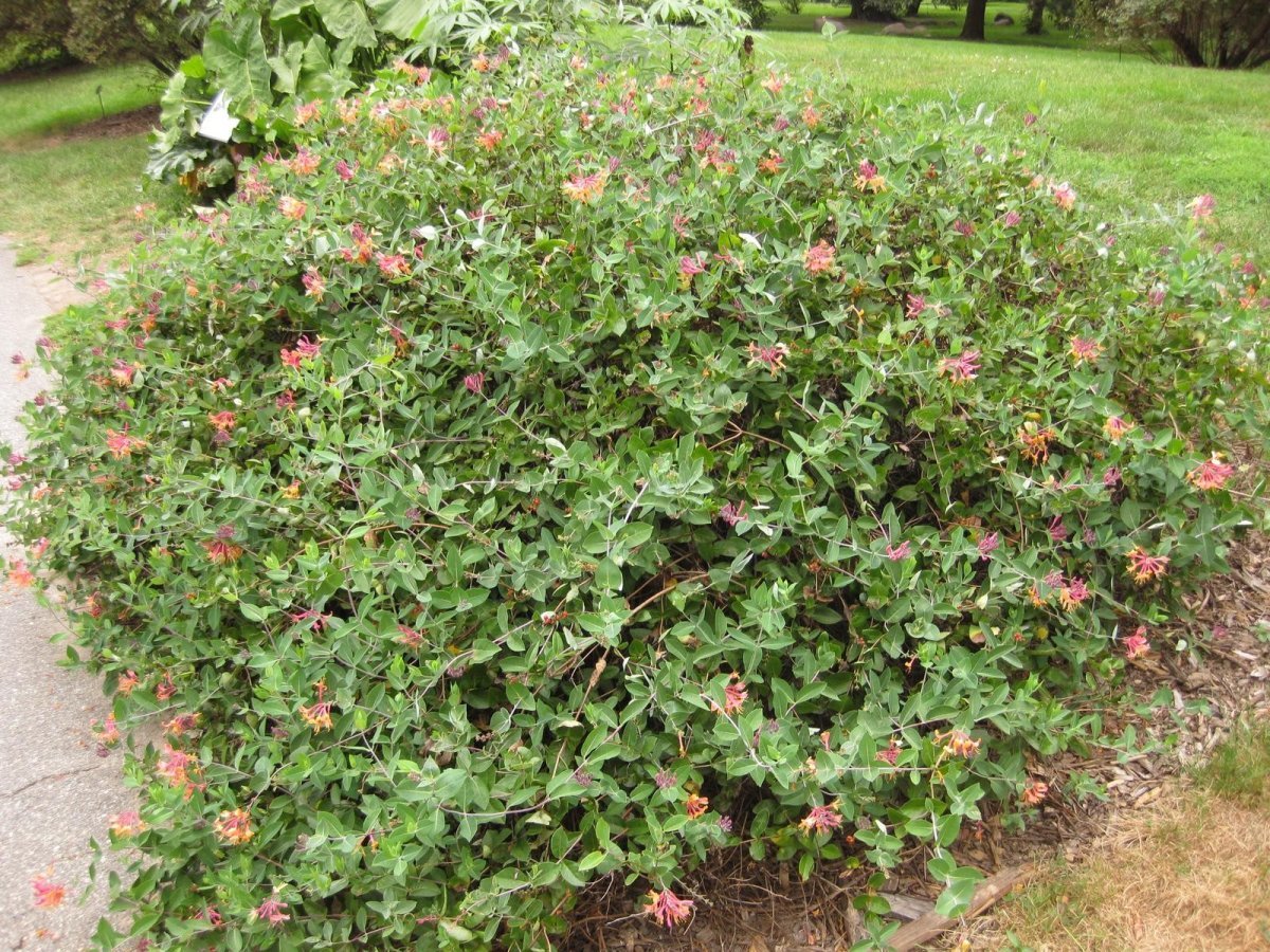 Жимолость Гекротта - фото 7