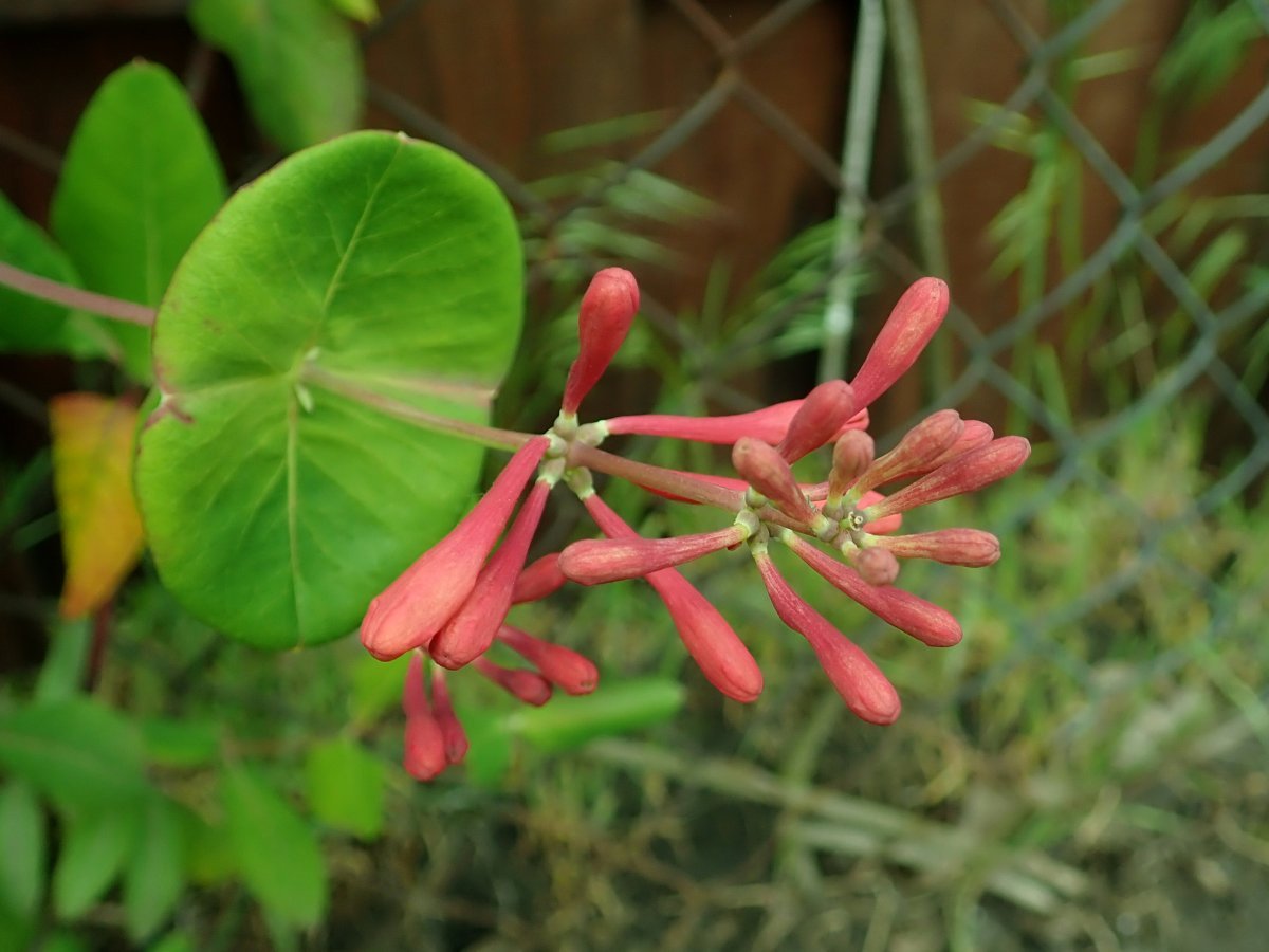 Жимолость Тельмана - фото 6