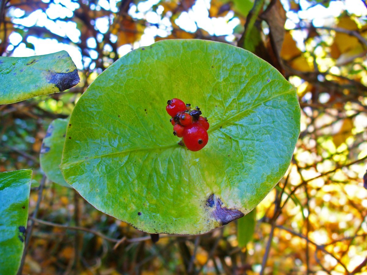 Жимолость Тельмана - фото 8