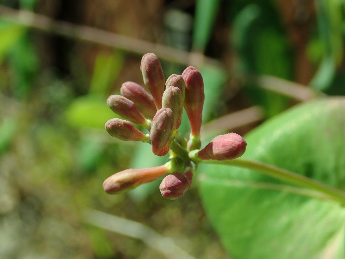 Жимолость Тельмана - фото 4