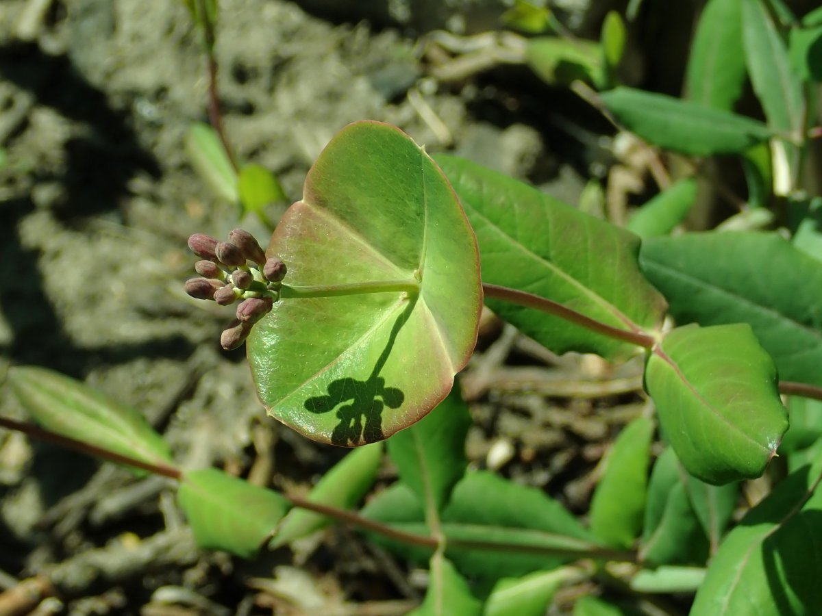 Жимолость Тельмана - фото 5