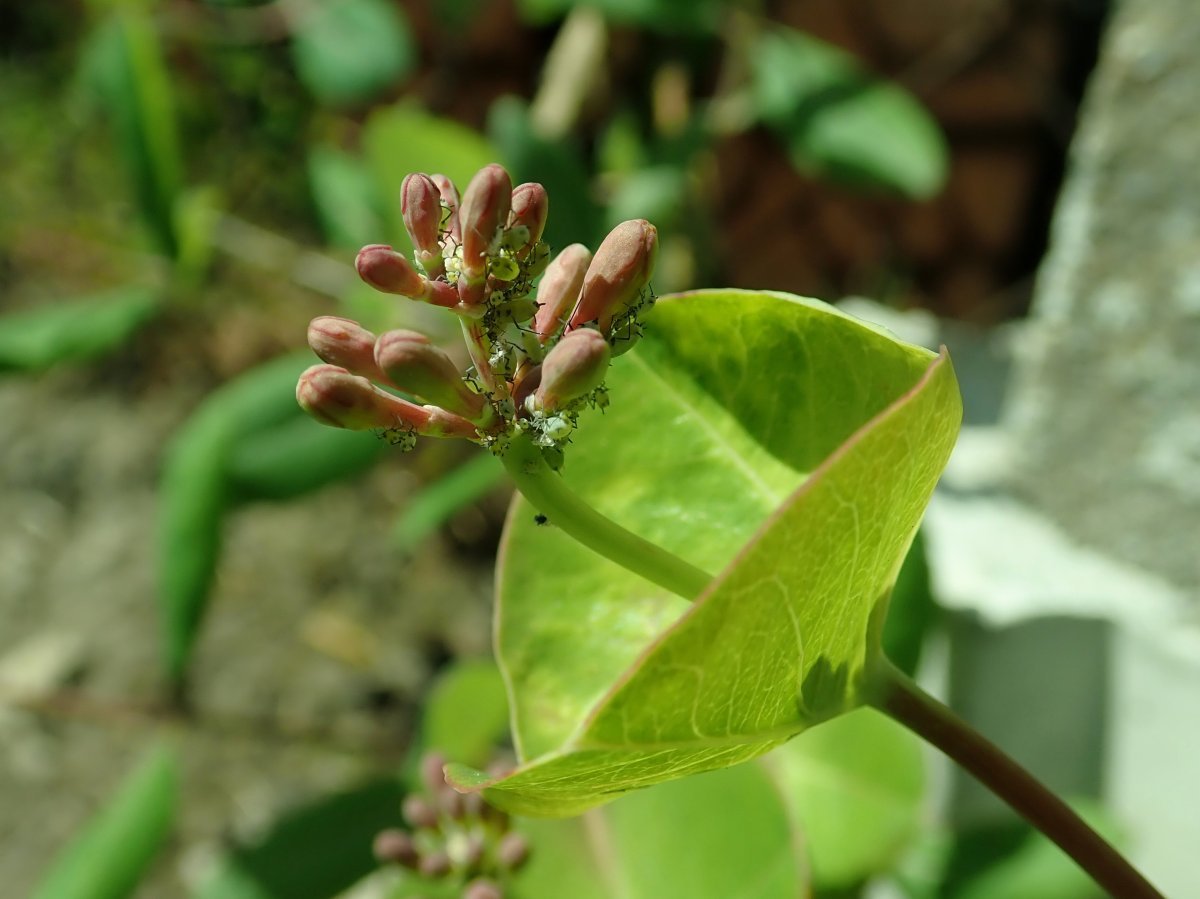 Жимолость Тельмана - фото 3