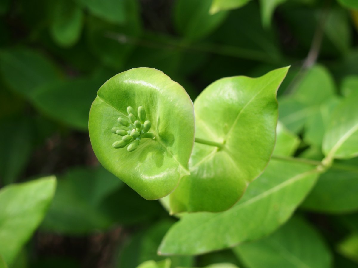 Жимолость Тельмана - фото 11