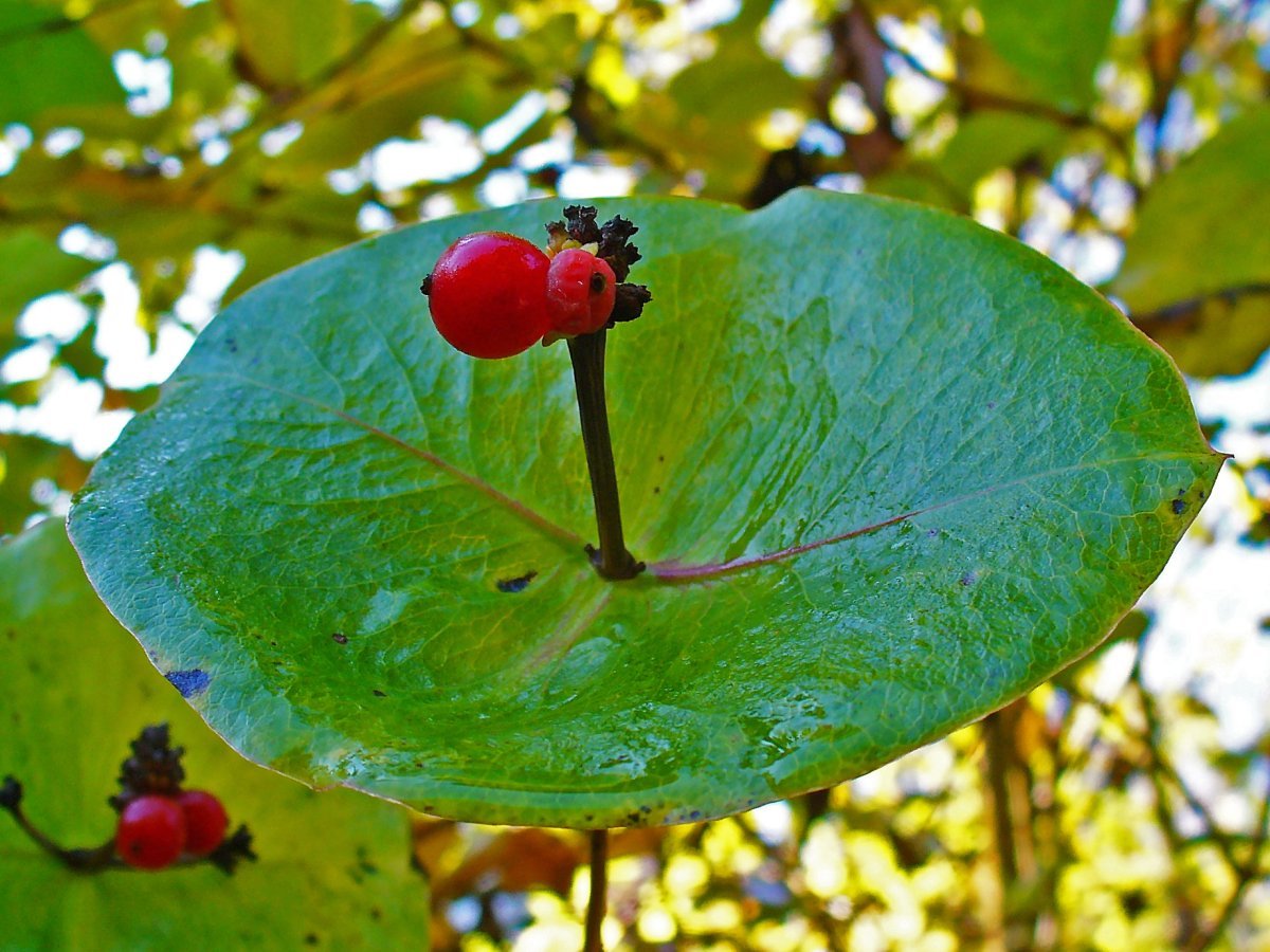 Жимолость Тельмана - фото 9