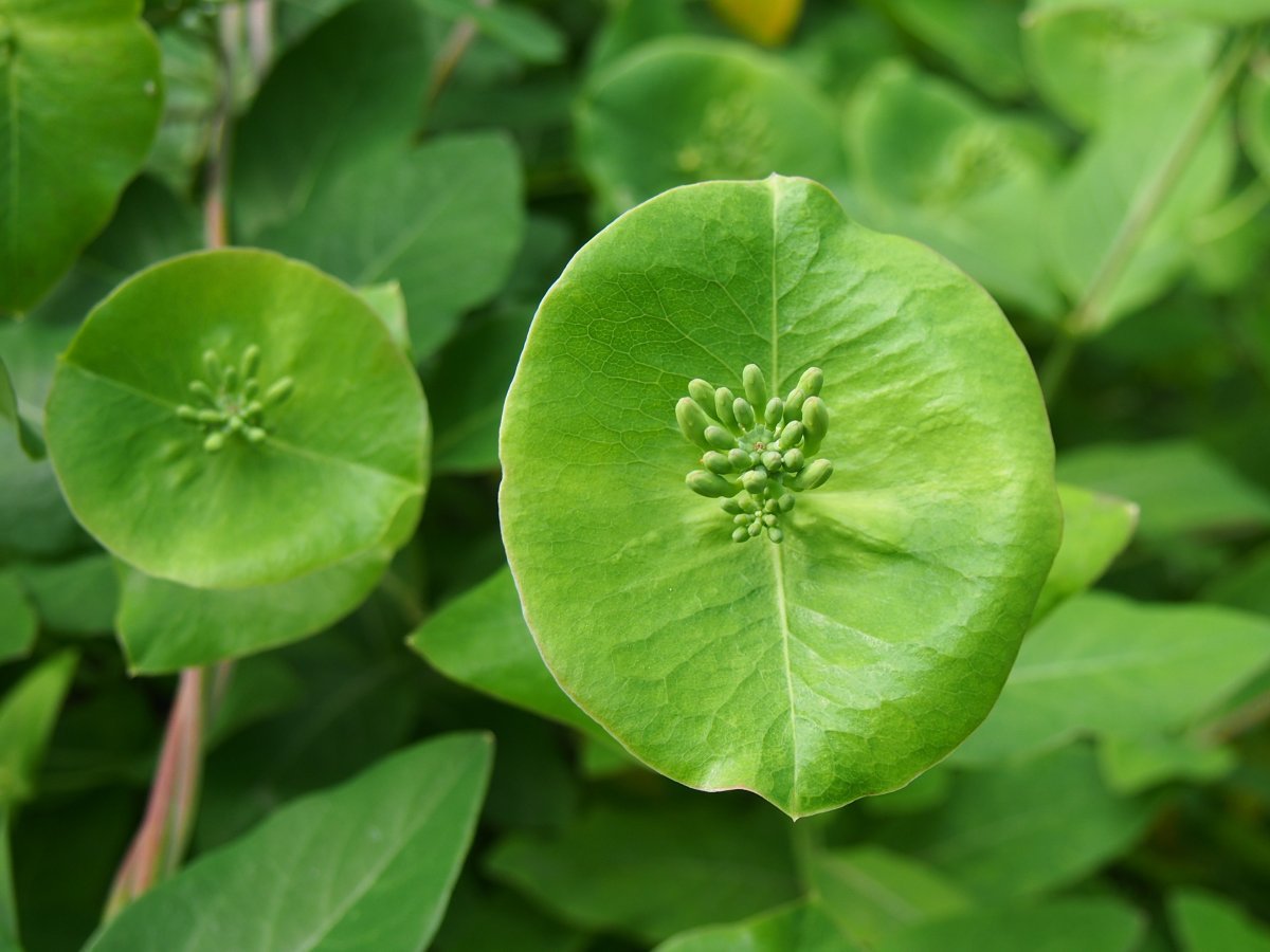 Жимолость Тельмана - фото 10