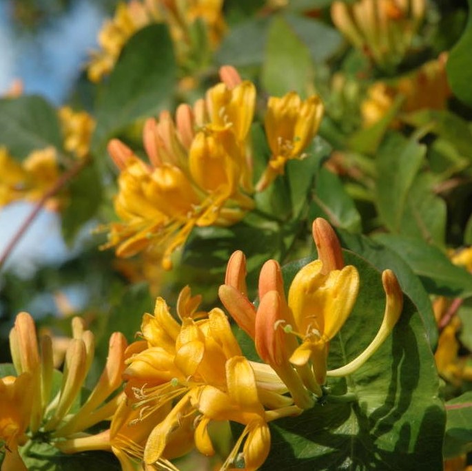 Жимолость Тельмана