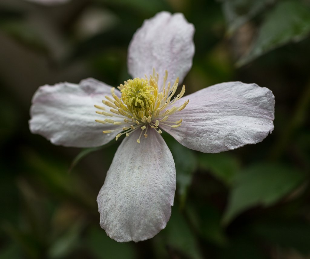 Клематис горный - фото 6