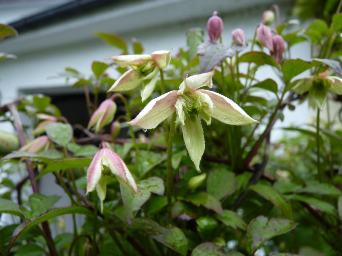 Клематис горный - фото 8