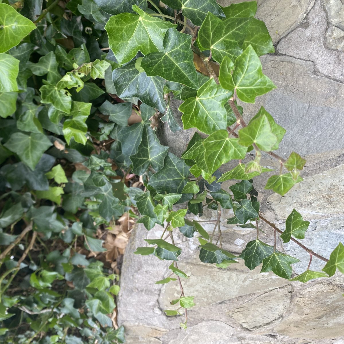 Плющ - фото 2