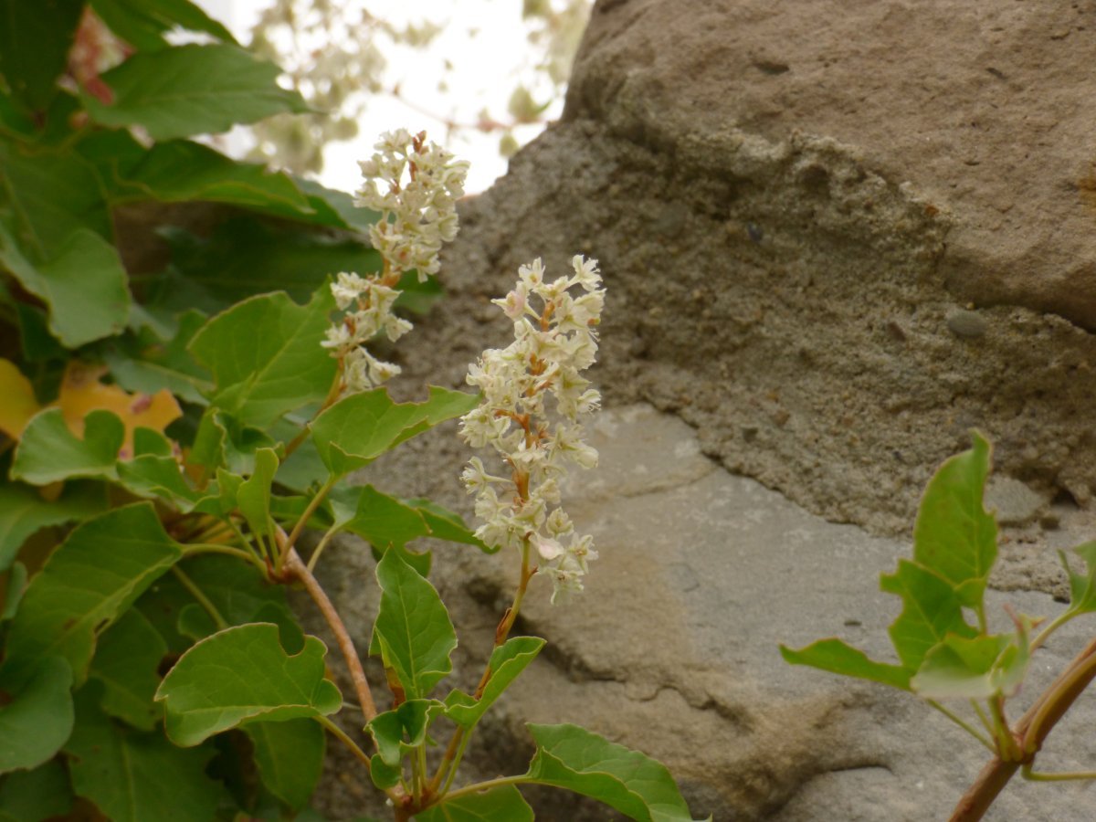 Фаллопия Ауберта - фото 4