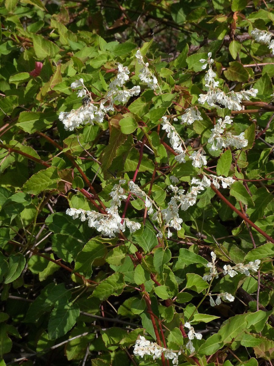 Фаллопия Ауберта - фото 2