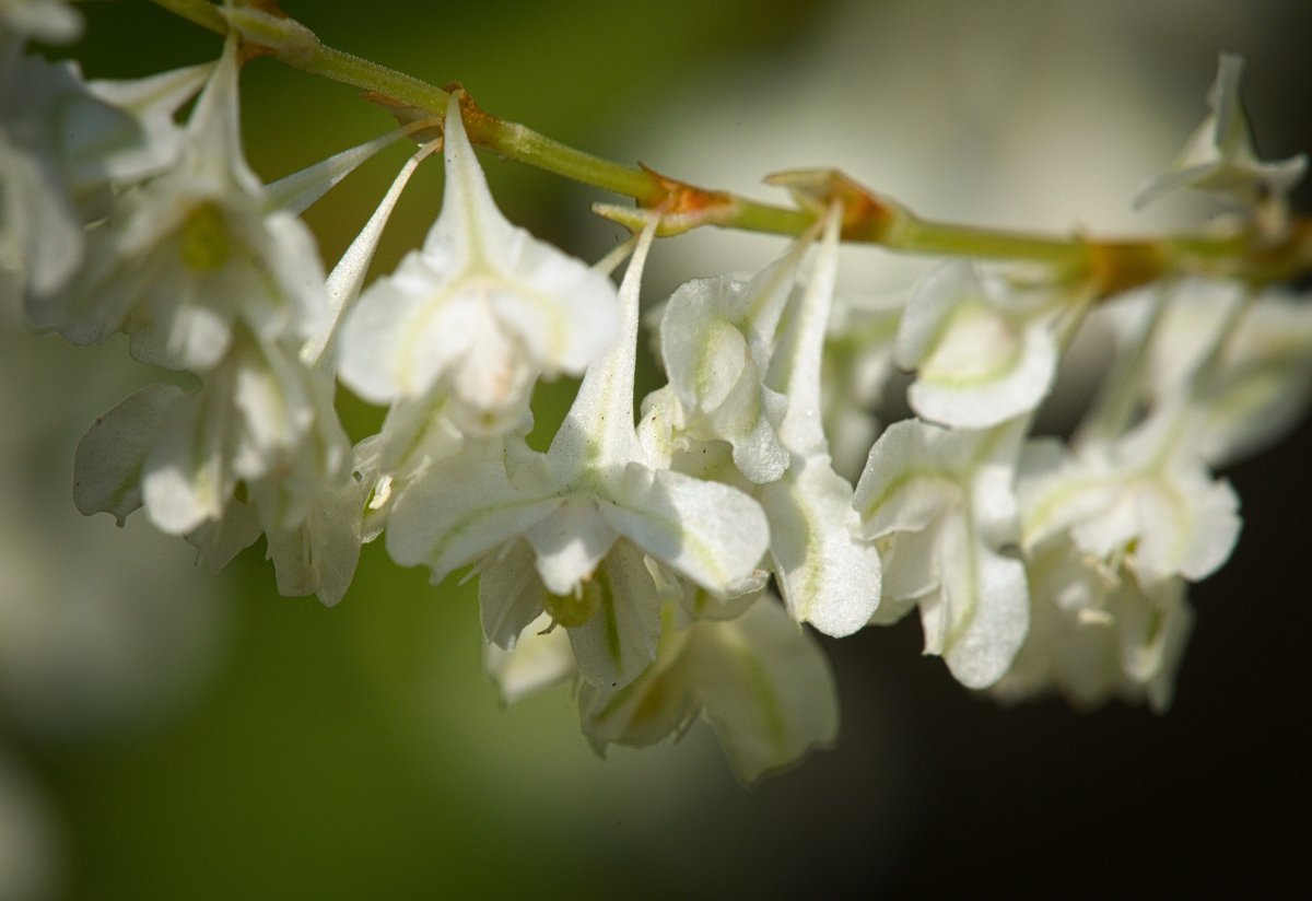 Фаллопия Ауберта - фото 11