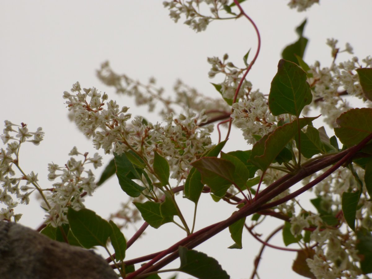 Фаллопия Ауберта - фото 6