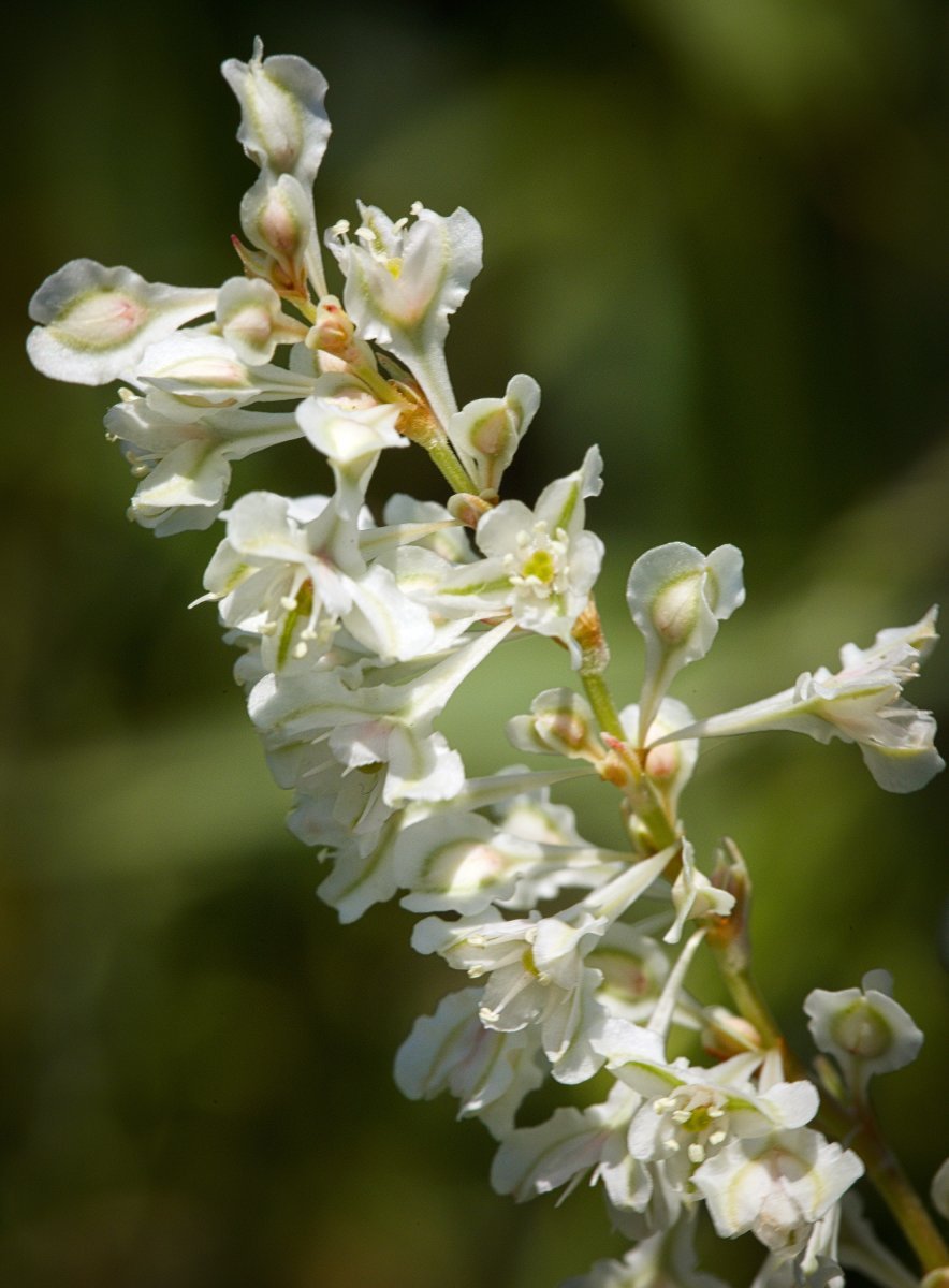 Фаллопия Ауберта - фото 9