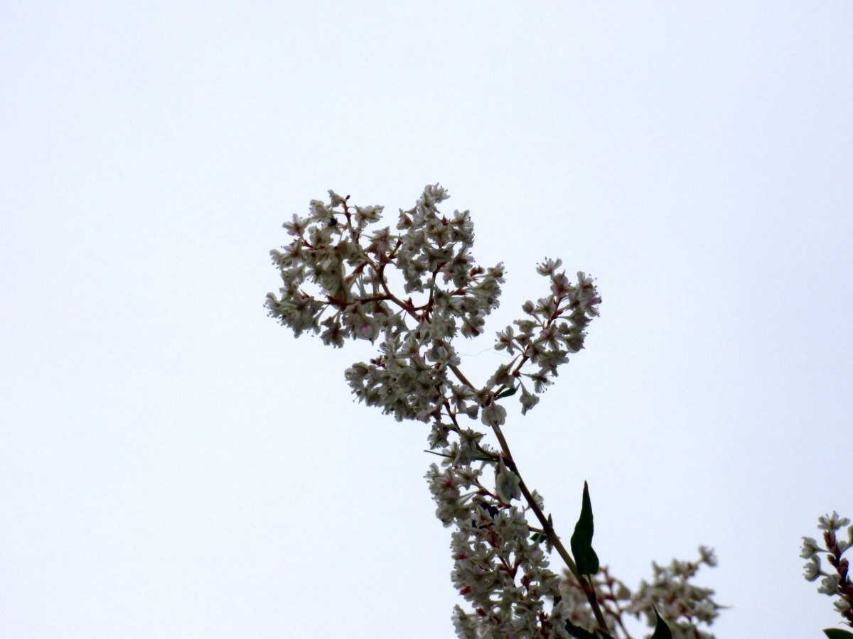 Фаллопия Ауберта - фото 7