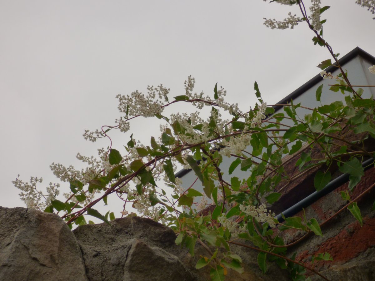 Фаллопия Ауберта - фото 5