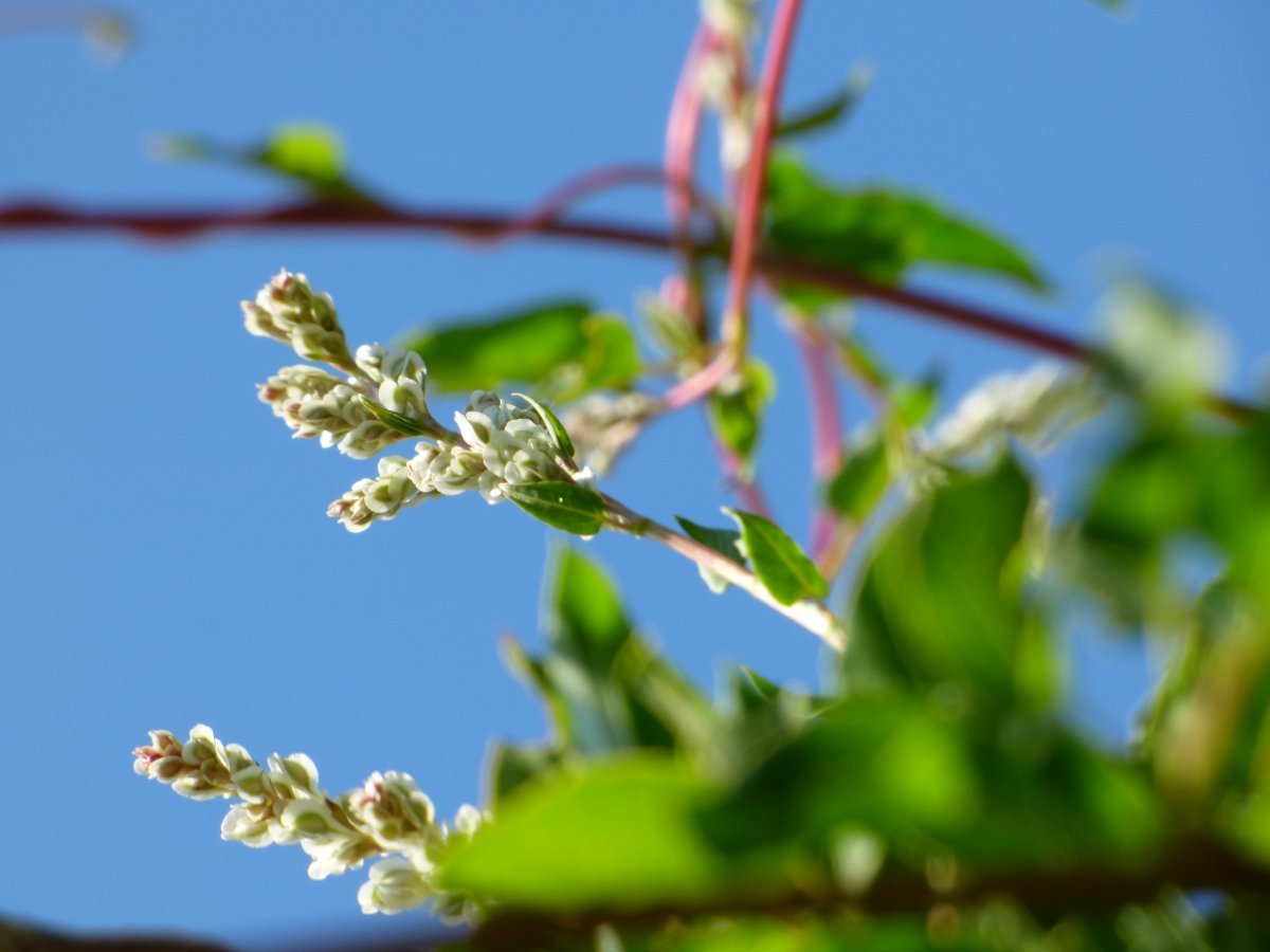 Фаллопия Ауберта - фото 3