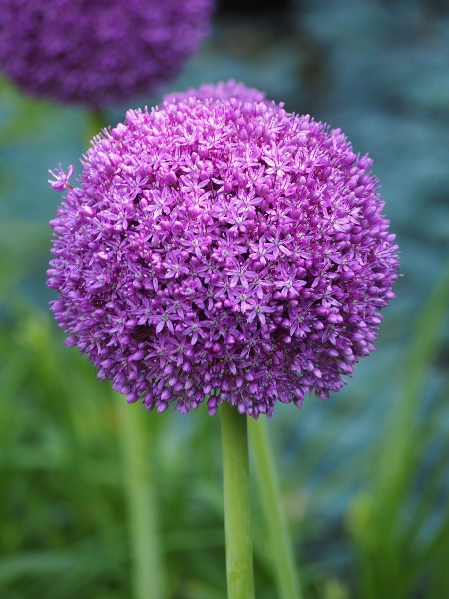 Аллиум Амбасадор - фото 3