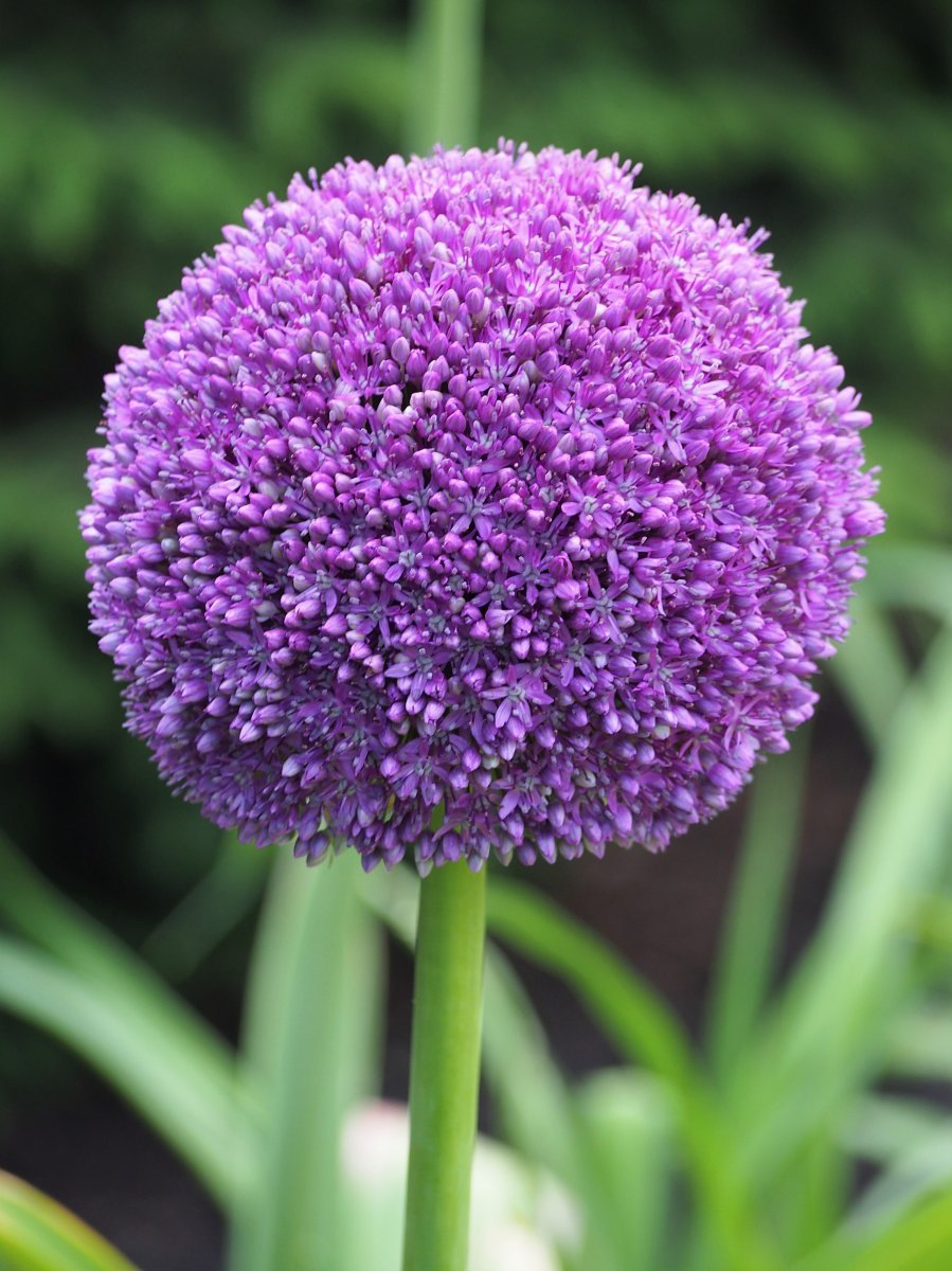 Аллиум Амбасадор - фото 4