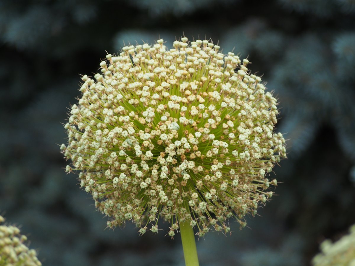 Аллиум Амбасадор - фото 5