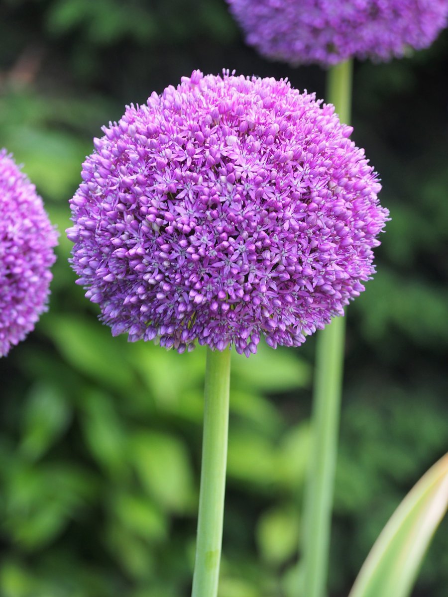 Аллиум Амбасадор - фото 2